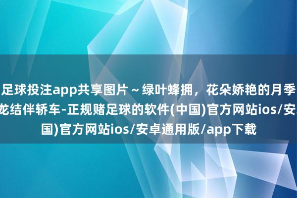 足球投注app共享图片～绿叶蜂拥，花朵娇艳的月季花，请观赏！亚洲龙结伴轿车-正规赌足球的软件(中国)官方网站ios/安卓通用版/app下载