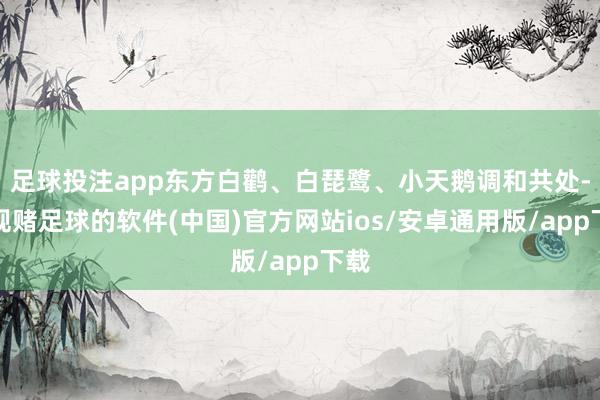足球投注app东方白鹳、白琵鹭、小天鹅调和共处-正规赌足球的软件(中国)官方网站ios/安卓通用版/app下载