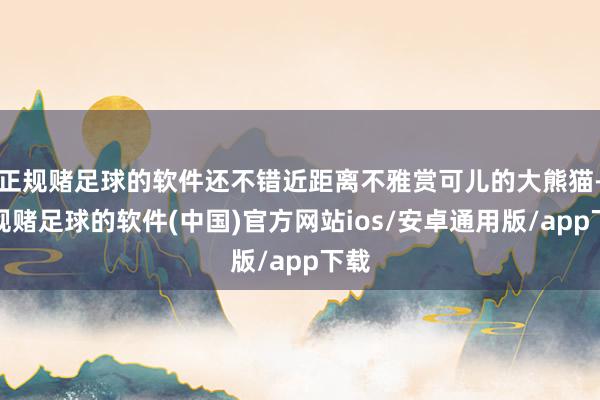 正规赌足球的软件还不错近距离不雅赏可儿的大熊猫-正规赌足球的软件(中国)官方网站ios/安卓通用版/app下载