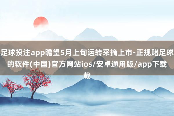 足球投注app瞻望5月上旬运转采摘上市-正规赌足球的软件(中国)官方网站ios/安卓通用版/app下载