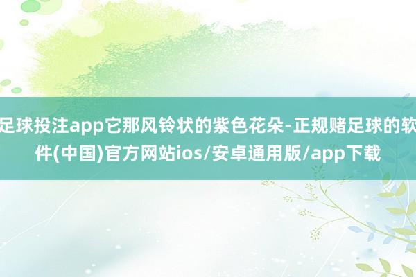 足球投注app它那风铃状的紫色花朵-正规赌足球的软件(中国)官方网站ios/安卓通用版/app下载