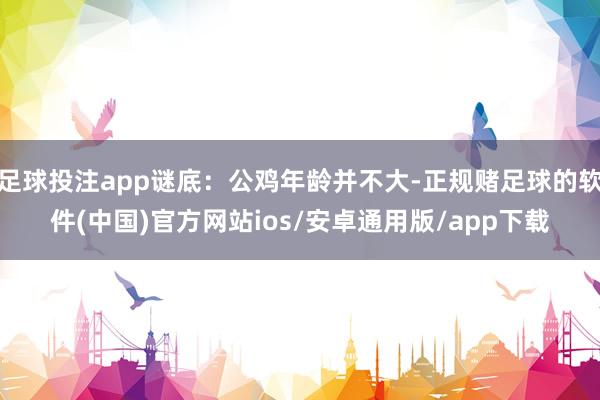 足球投注app谜底：公鸡年龄并不大-正规赌足球的软件(中国)官方网站ios/安卓通用版/app下载
