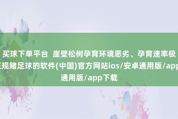 买球下单平台  崖壁松树孕育环境恶劣、孕育速率极慢-正规赌足球的软件(中国)官方网站ios/安卓通用版/app下载